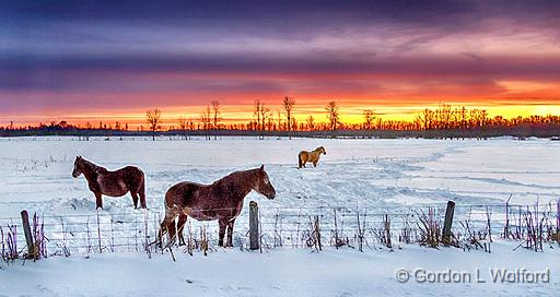 Equine Pals Chilling Out_P1010712-4.jpg - Photographed at sunrise near Jasper, Ontario, Canada.